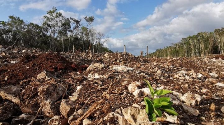 Sólo tres tramos del Tren Maya tienen Manifestación de Impacto Ambiental, admiten Semarnat y Sedena