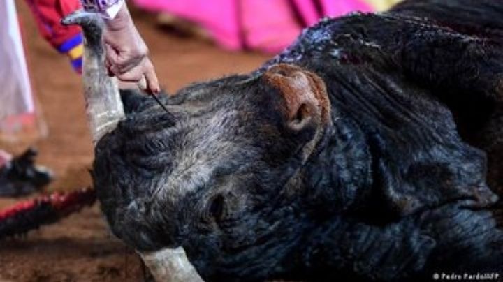 Postura del Gobierno de CDMX sobre corridas de toros contraviene “Cartilla Moral” de la 4T