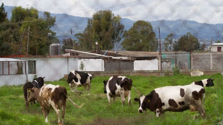 Hidalgo se convierte en el primer estado en dar protección a animales en granjas