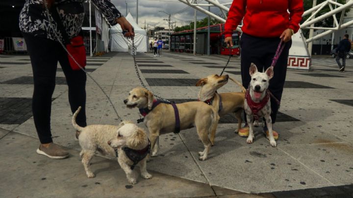 Perros y gatos pueden morir por consumir mariguana: especialista