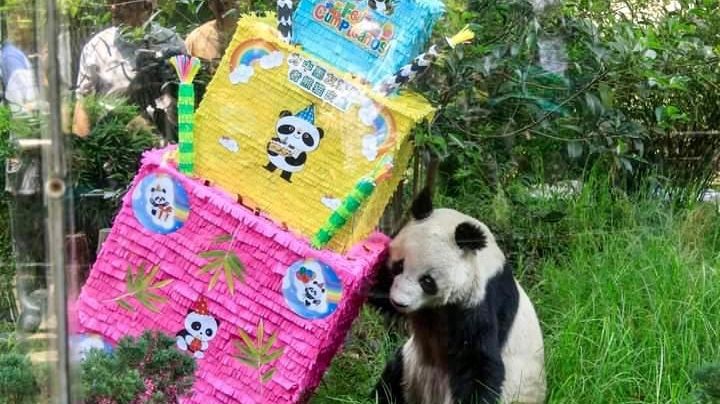 Shuan Shuan, la panda gigante más longeva de México, murió en Chapultepec