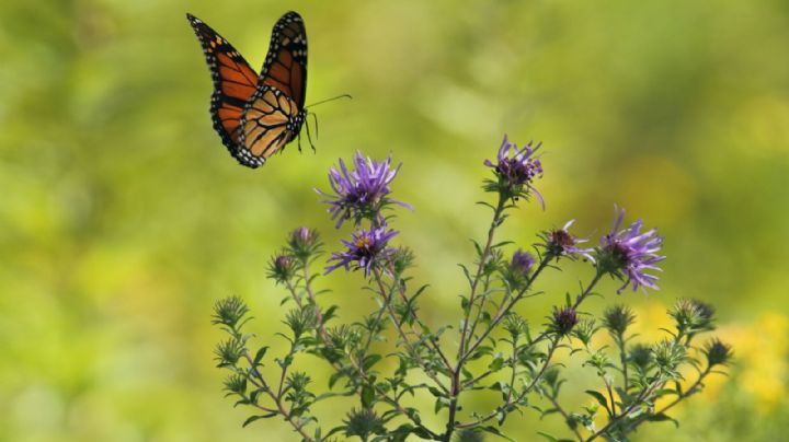 Estas son las plantas que atraen mariposas a tu jardín
