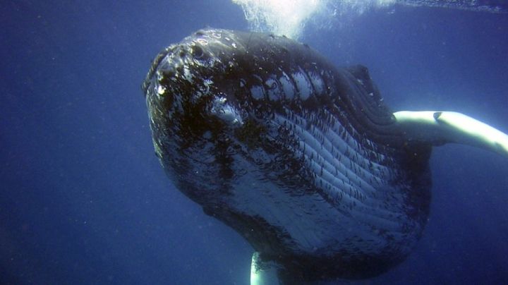 Ballena hallada muerta en Hawai tenía plástico en el estómago