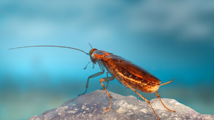 ¿Cuáles enfermedades te puede transmitir una cucaracha?
