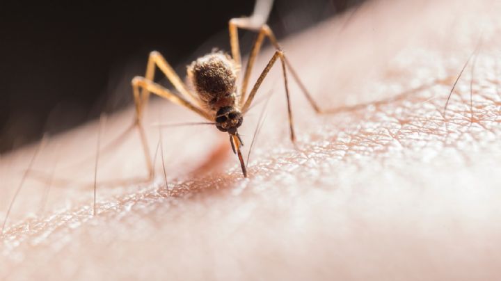 ¿Cuáles son los síntomas del dengue? IMSS pide precaución ante las picaduras
