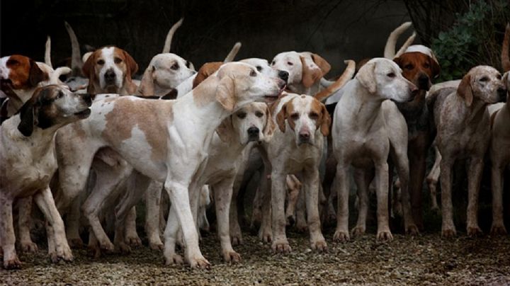 Estas son las razas de perros más antiguas de México