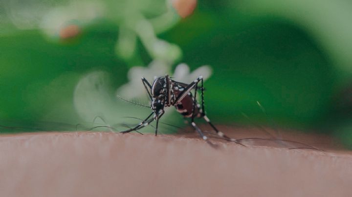 ¿Cómo ahuyentar los mosquitos?