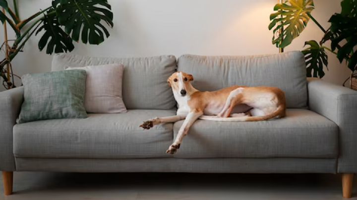 ¿Cómo quitar el olor a perro de tu sillón?