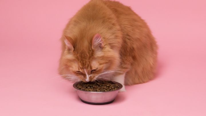 ¿Cuáles son las mejores croquetas para gatos? Esto dice la Profeco