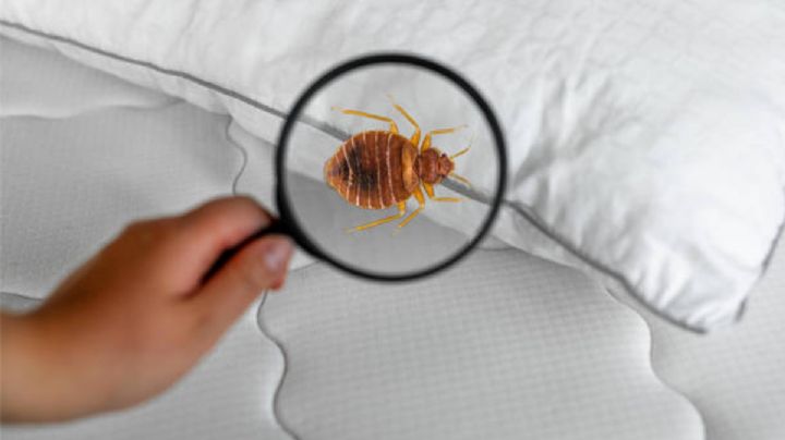La razón por la que hay chinches en tu casa
