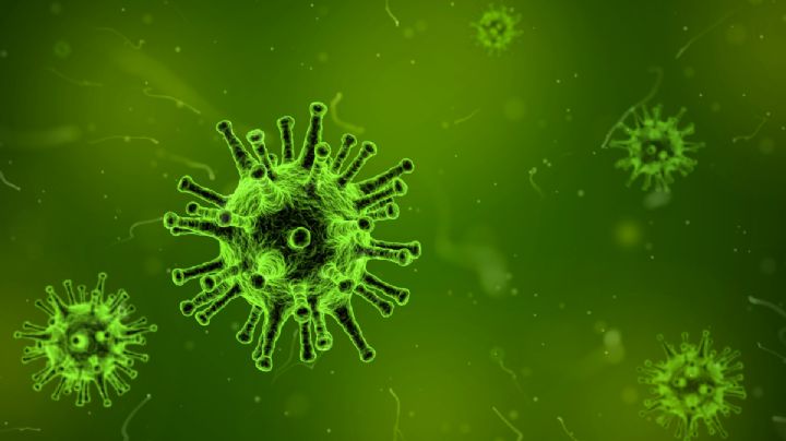 ¿Qué es el "virus del mono"? La enfermedad mortal que se ha registrado en Hong Kong