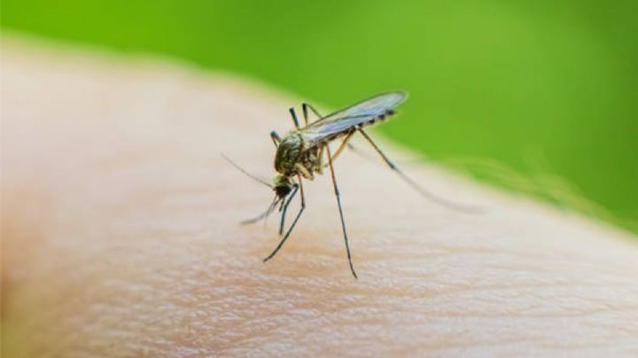 Así debes usar el jabón ZOTE para eliminar los mosquitos de tu casa