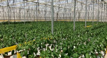Crea Bayer nueva planta solar en Chiapas para producción de semillas