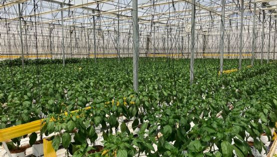 Crea Bayer nueva planta solar en Chiapas para producción de semillas