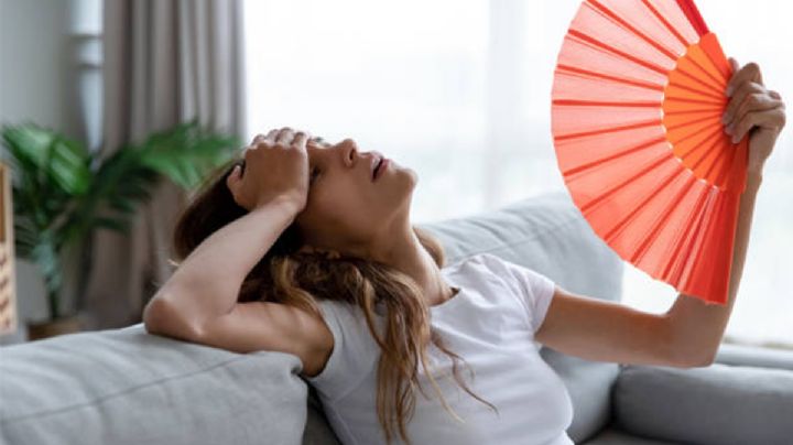 Las cuatro mejores plantas para refrescar tu hogar en la temporada de calor