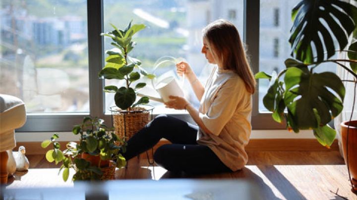¿Cómo cuidar las plantas con ropa vieja durante Semana Santa?