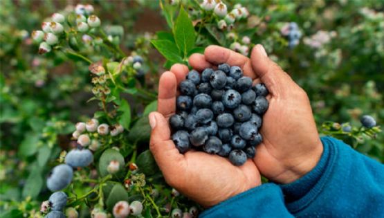 El pueblito mágico que está lleno de blueberries y te conquistará