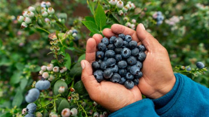 El pueblito mágico que está lleno de blueberries y te conquistará