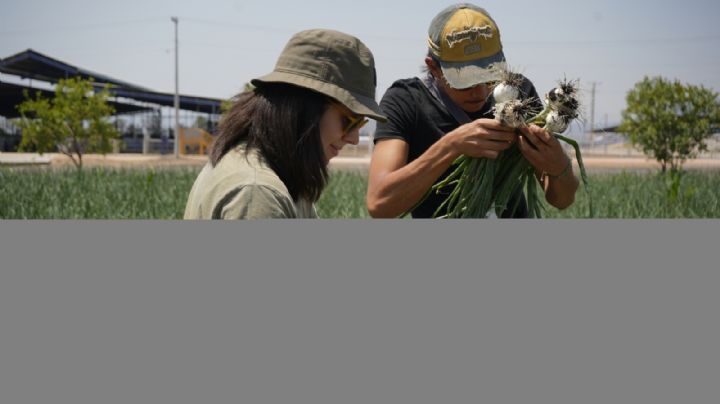 Siembra 2025: convocan a emprendedores a transformar el futuro del agro en México